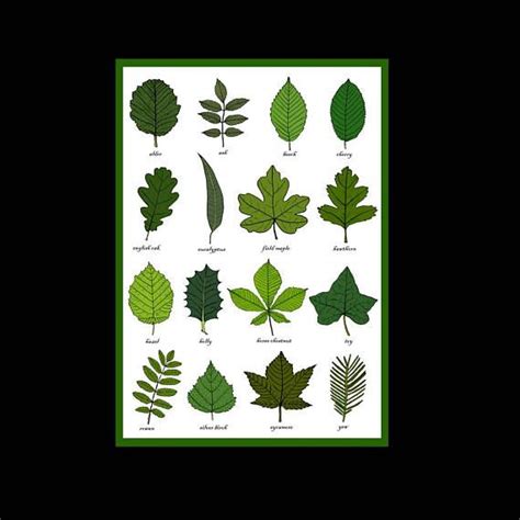 Leaves Greetings Card Leaf Identification Chart Plant Etsy Canada