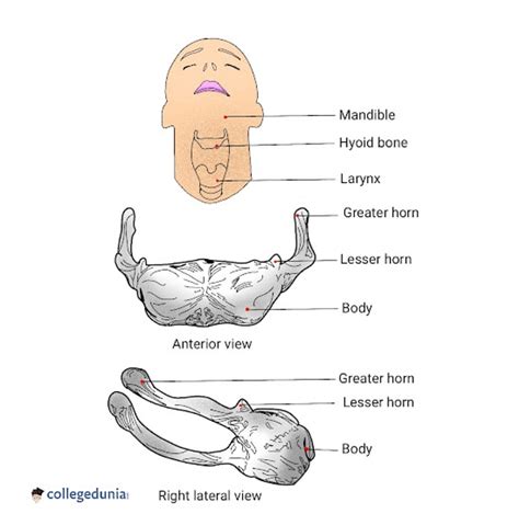 Hyoid Bone Anatomy Function And Location