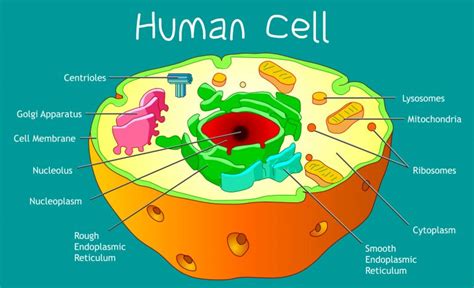 Basic Structure Of A Cell Presentation Biology Riset