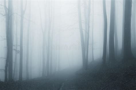 Surreal Ethereal Forest With Fog Stock Image Image Of Fairytale Mist