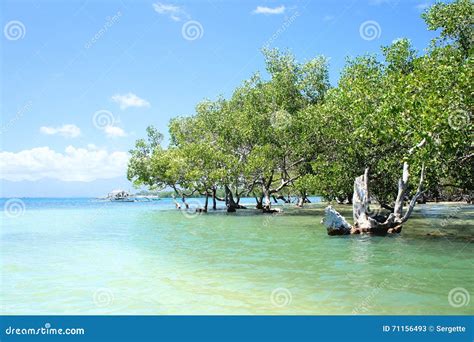 Mangrove Forest In Palawan Stock Image Image Of Tree Plant 71156493