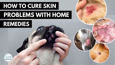 How To Treat These 5 Skin Infection In Dogs 🐕 With Home Remedies Youtube
