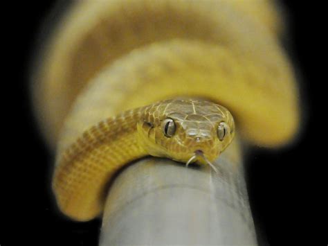These Snakes Wiggle Up Smooth Poles By Turning Their Bodies Into ‘lassoes