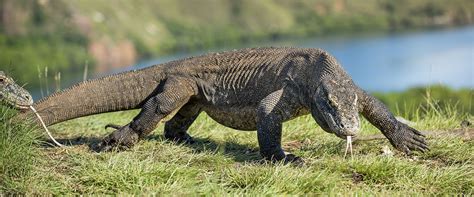 These leading industry associations are continuously recognizing us for our innovative technologies that are securing organizations of all verticals around the globe daily. Indonesia: Komodo Dragons Are King | Hideaway Report ...