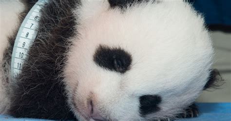 National Zoos Giant Panda Cub Receives Her First Vaccine Smithsonian
