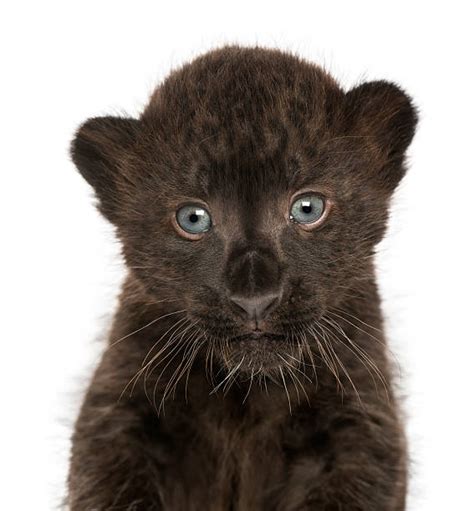 Black Panther Cubs Stock Photos Pictures And Royalty Free Images Istock