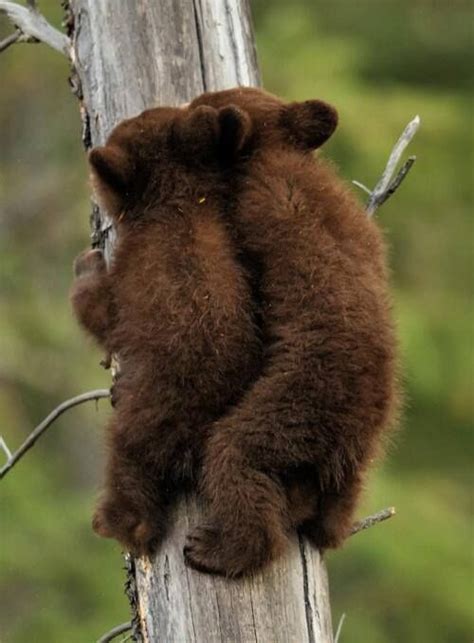 Baby Brown Bears Cute Creatures Beautiful Creatures Animals Beautiful