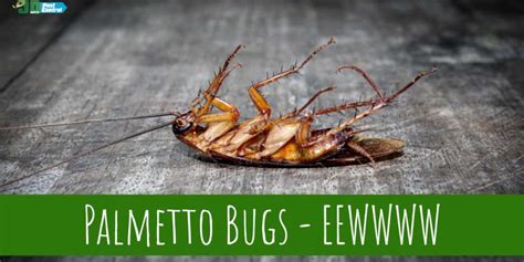 Palmetto Bugs EEWWWW JD Smith Pest Control