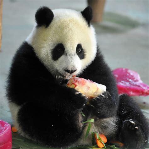 Le Panda Géant Une Espèce Menacée Dextinction