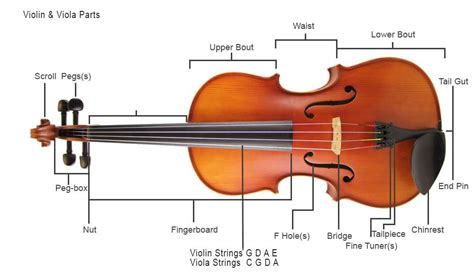 Parts Of The Violinviola Musical Instrument Hire Co