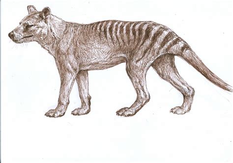 There are multiple artists called thylacine. Thylacine or Tasmanian tiger -The adventure of a study
