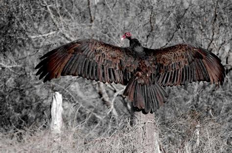 turkey vulture wing maintenance focusing on wildlife