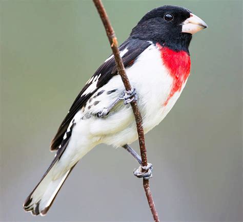Featured Birds Rose Breasted And Black Headed Grosbeaks