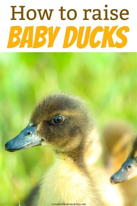 What type of pond is best for your ducks? Keeping Baby Ducks as Pets | Baby ducks, Pets, Backyard ducks