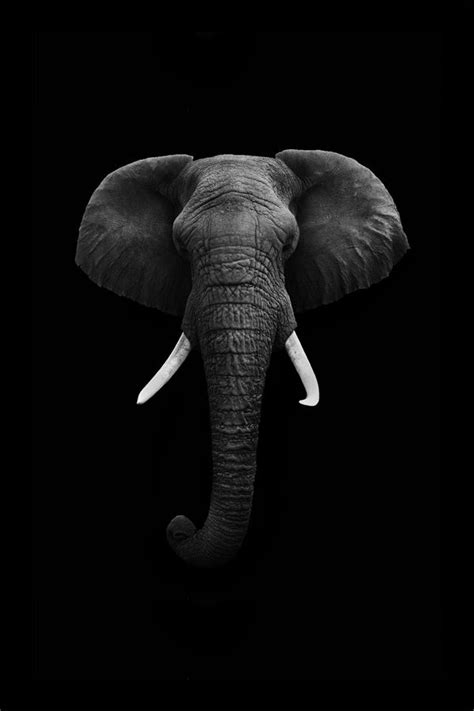 Wallpaper Iphone Elephant Best 50 Free Background
