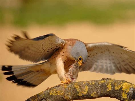 El cernícalo primilla es una especie estival en sentido estricto, llegando aquí en pleno mes de julio y marchando ya a comienzos de septiembre. Cernícalo primilla: características, alimentación, hábitat ...