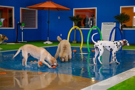 Splash Bark Opens Canine Indoor Water Park This Week Siouxfallsbusiness