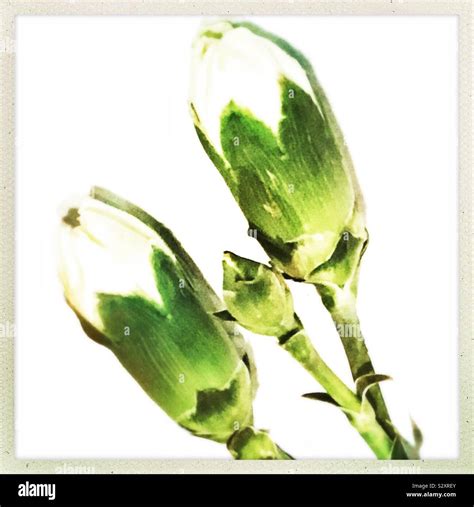 White Carnation Flower Buds Stock Photo Alamy