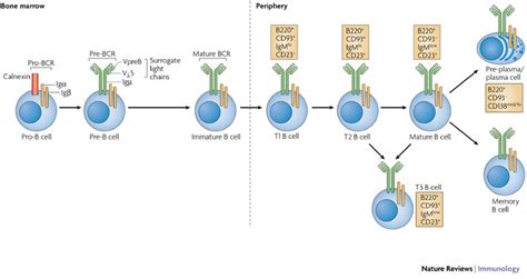 Stages Of B Cell Developmentb Cell Development Occurs In Both The Bone