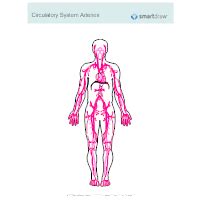 An easy way to jog. Circulatory System Diagram Examples