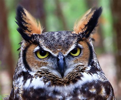 Great Horned Owl Head
