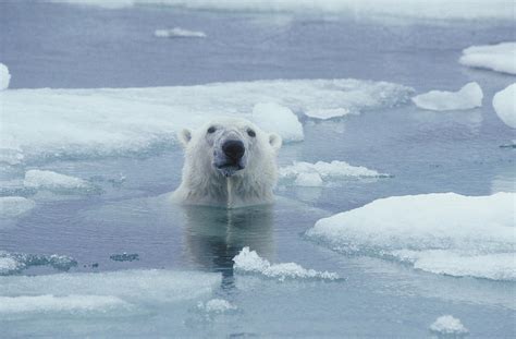 Polar Bear Photograph By Dan Guravich Fine Art America