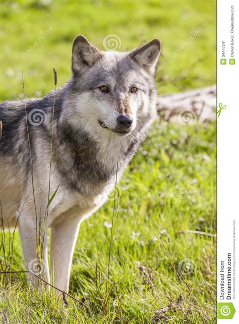 North American Gray Wolf Canis Lupus Stock Image Image Of Hunter