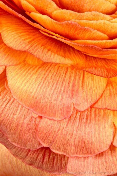 New Photo Orange Ranunculus Beautiful Flower Pictures Blog