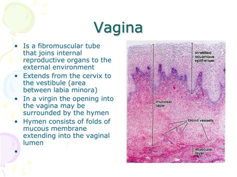 Ppt Histology Of Female Reproductive System Powerpoint Presentation