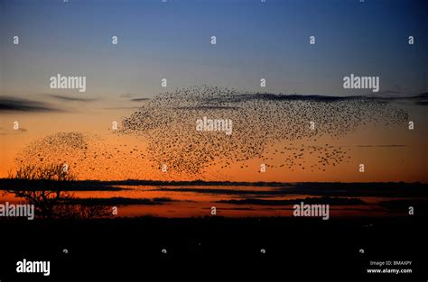 A murmuration of starlings is an amazing sight a hi-res stock