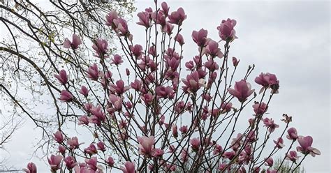 Saucer Magnolia Tree In Bloom Northern Illinois Late April 2022