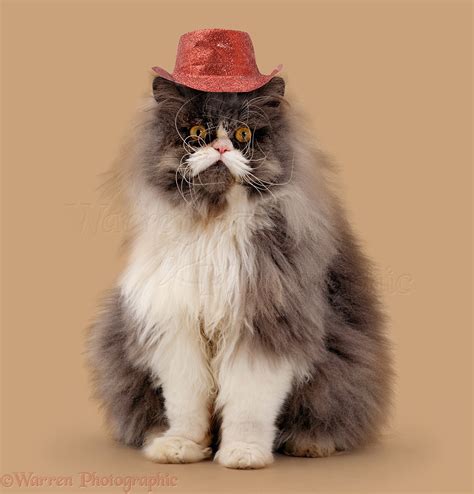 Cats Wearing Cowboy Hats ~ Pict Art