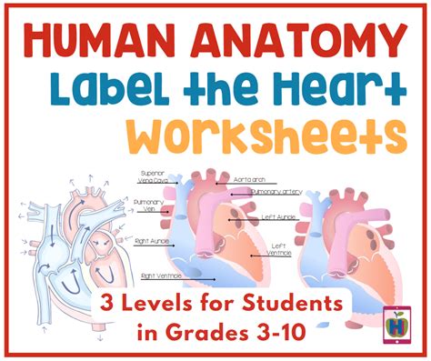 Human Anatomy Label The Heart Worksheets In 3 Differentiated Levels