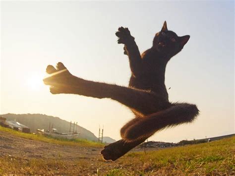 Karate Cats Photographer Hiroyuki Hisakata Captures Felines In Martial