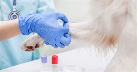 Dog Allergy Testing How Does It Work 2022