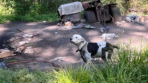 Dozens Of Dogs Found Living In Deplorable Conditions At South