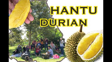 Pahang bentong raub durian farm. HANTU DURIAN MEMBURU MUSANG KING | VLOG FAMILY | Zamri ...