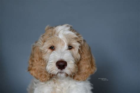 They are smart, fun, lovable, loyal, and super sweet dogs. Finley a double doodle puppy who belongs to my niece ...