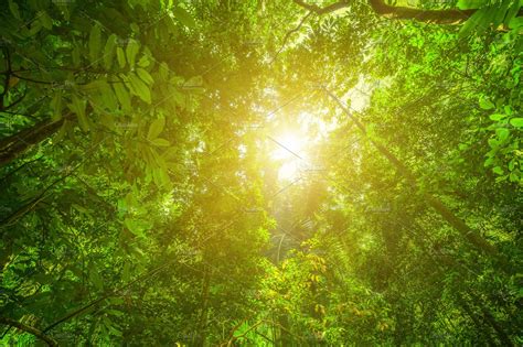 Sunlight In The Rainforest High Quality Nature Stock Photos
