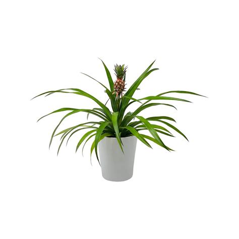 Pure Beauty Farms 5 In Pineapple Plant White In Designer Pot