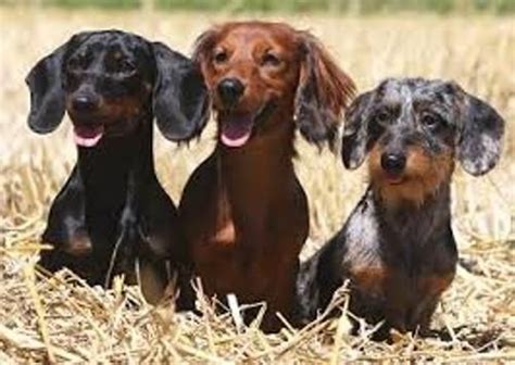 10 Facts About Dachshunds Fact File Dachshund Breed Dachshund