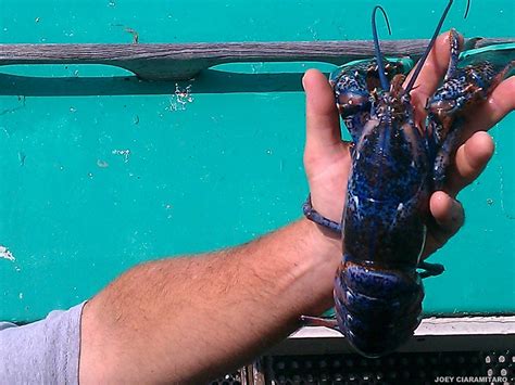 Back To Back Days Of Mutant Lobsters Landed At Captain Joe And Sons In