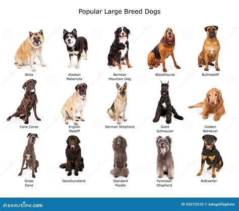Razas De Perros Grandes Nombres Y Fotos Images