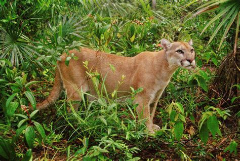 A Cougar Puma Concolor A Male Animal In The Rainforest Of Belize