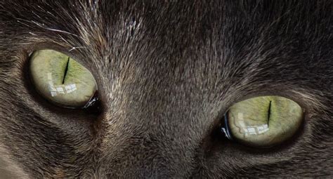 Cat Eye Reflection Photograph By Christy Cox