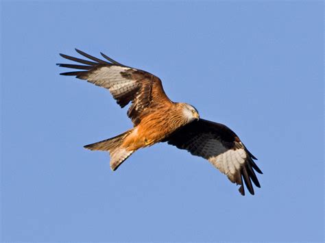Martins Sussex Birding Blog Red Kites