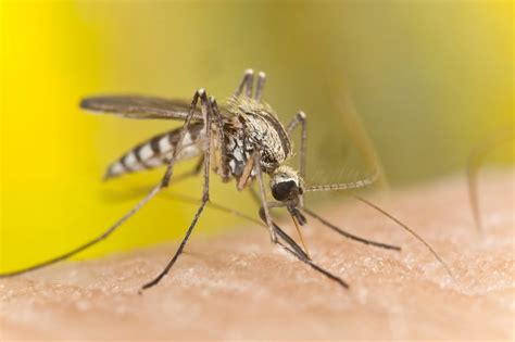 Mosquito Born Diseases Green Pest Solutions