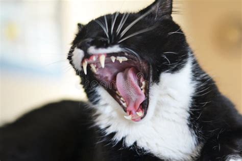 Dangerous Yawn Stock Photo Image Of Feline White Sharp 34456566