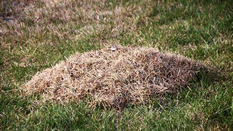 If You Notice These 3 Signs Then Your Lawn Is Likely Infested With