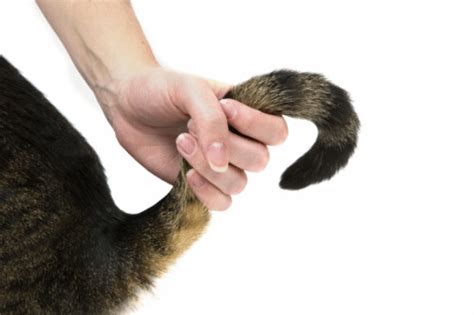 Pulling A Cats Tail Stock Photo Download Image Now Istock